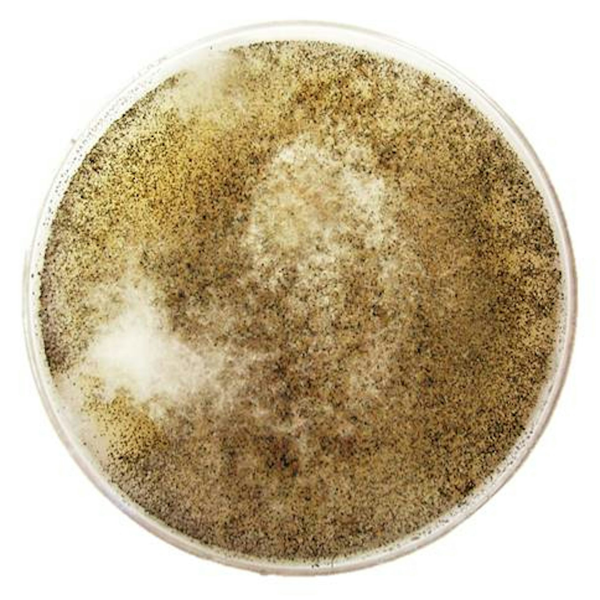 Close-up circular petri dish covered with brown and tan speckled mold or fungal growth on white background