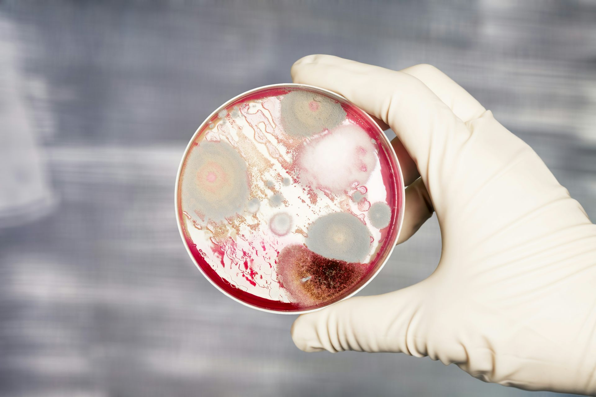 Gloved hand holding a petri dish with colorful mold and bacteria colonies growing on red agar, gray background, clinical mood